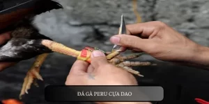 Đá gà peru cựa dao