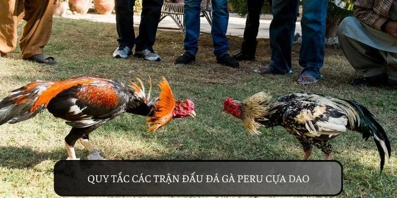 Trận đá gà peru cựa dạo được tổ chức luật rõ ràng