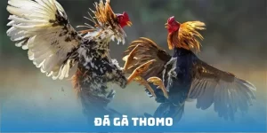 Đá Gà Thomo