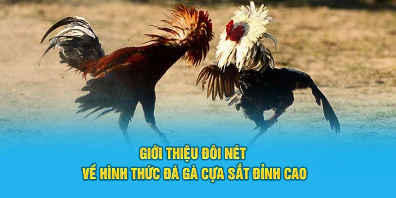 Giới thiệu đôi nét về hình thức đá gà cựa sắt đỉnh cao