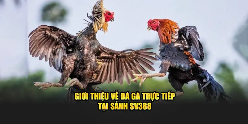 Giới thiệu về đá gà trực tiếp tại sảnh SV388