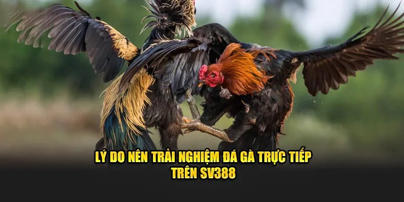 Lý do nên trải nghiệm đá gà trực tiếp trên SV388